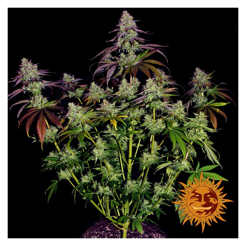 Mimosa EVO, Фасовка: 5, изображение 16